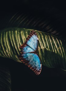 bluebutterfly-annie-spratt-199474-unsplash